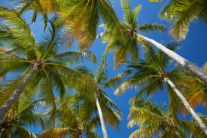 Guadeloupe02