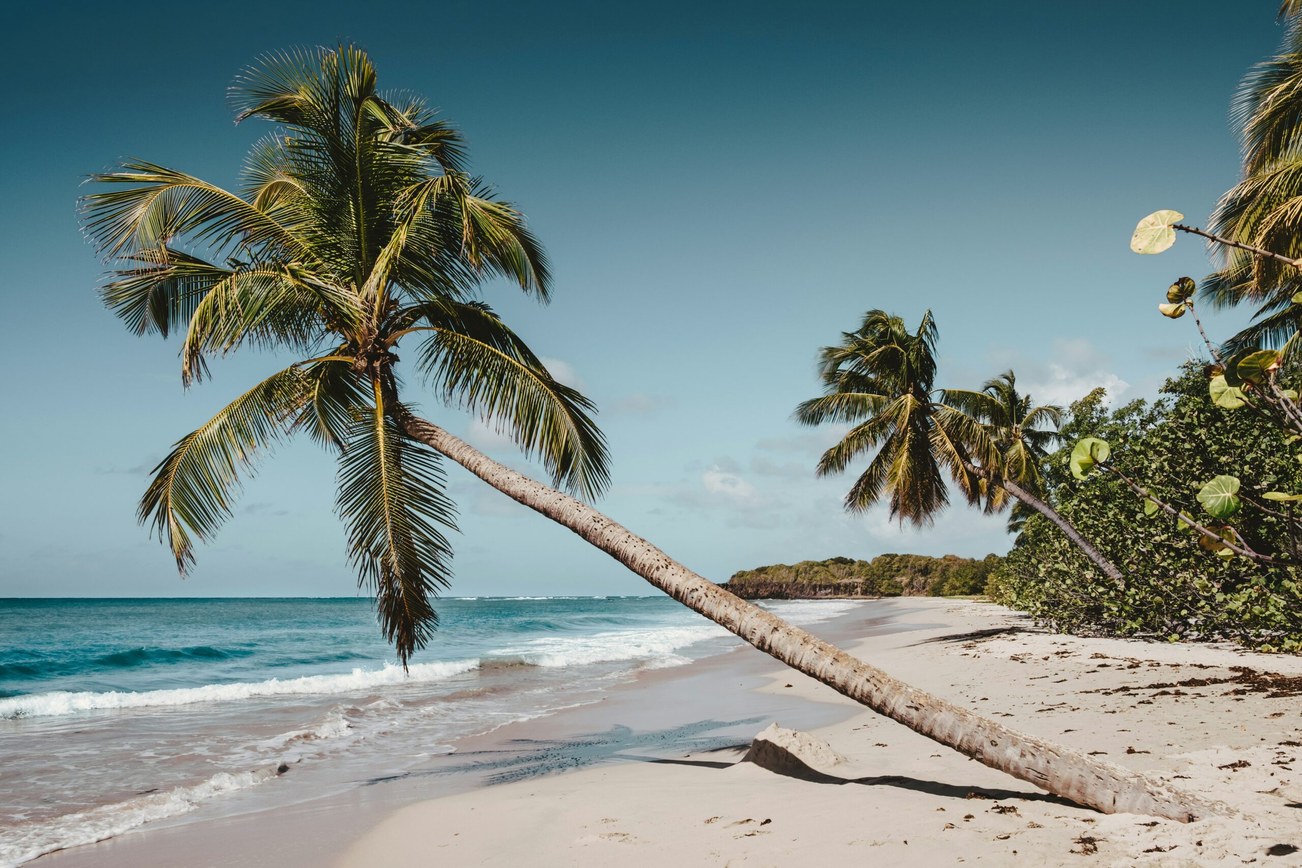 Rhum Agricole Martinique AOC