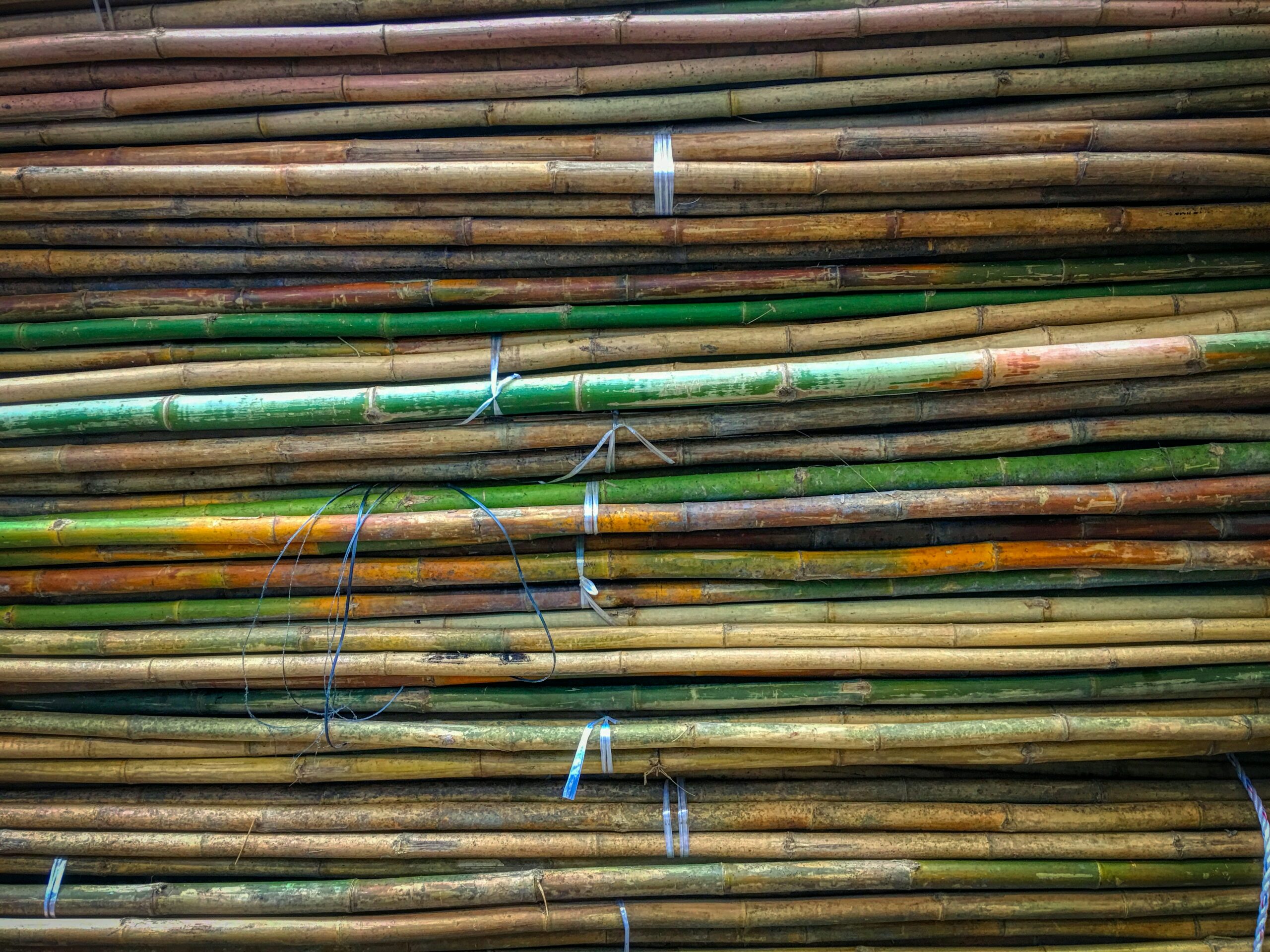 Canne à Sucre et Rhum : Pourquoi cette plante fait la différence